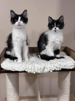 Domestic Medium Hair Cats Available for Adoption in Grand Forks, North Dakota - GIZMO | PetCurious