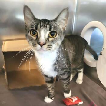 Domestic Short Hair Cats Available for Adoption in Belleville, Illinois - Jill | PetCurious