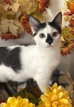 Rescue Domestic Short Hair Cats for Adoption in Stillwater, Oklahoma - 8/20/25 - Diamond | PetCurious