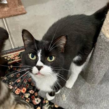 Duck -  Domestic Short Hair Cat for Adoption in Fairmont, West Virginia - Duck | PetCurious