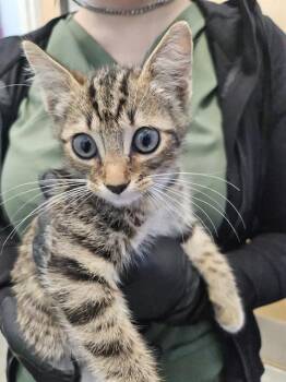 A137608 -  Domestic Short Hair Cat for Adoption in Palmetto, Florida - A137608 | PetCurious