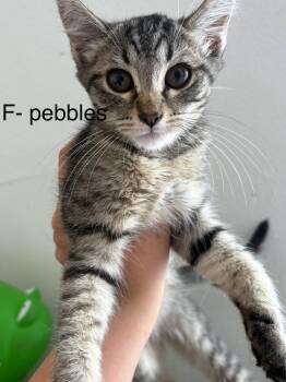 Pebbles -  Domestic Short Hair Cat for Adoption in Lancaster, California - Pebbles | PetCurious