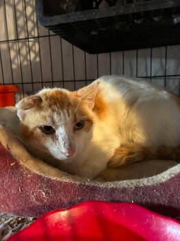 Lemon Meringue -  Domestic Short Hair Cat for Adoption in Cleveland, Ohio - Lemon Meringue | PetCurious