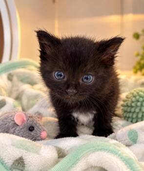 Esme -  Domestic Medium Hair Cat for Adoption in Lagrange, Indiana - Esme | PetCurious