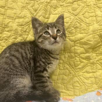 Missy -  Domestic Short Hair Cat for Adoption in West Olive, Michigan - Missy | PetCurious