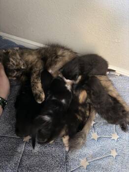 Queen Clarion -  Domestic Short Hair and Domestic Medium Hair Cat for Adoption in Dallas, Texas - Queen Clarion | PetCurious