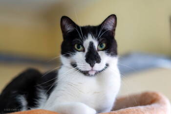 Rescue Domestic Short Hair Cats for Adoption in Maywood, Illinois - Pookie | PetCurious