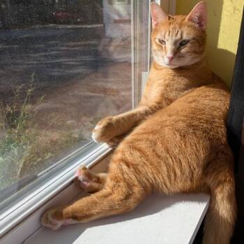 muenster -  Domestic Short Hair Cat for Adoption in Portland, Maine - Muenster | PetCurious