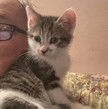 Rescue Domestic Short Hair Cats for Adoption in Philadelphia, Pennsylvania - Barsik | PetCurious