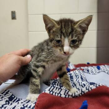 Kathy -  Domestic Short Hair Cat for Adoption in Lake Panasoffkee, Florida - Kathy | PetCurious