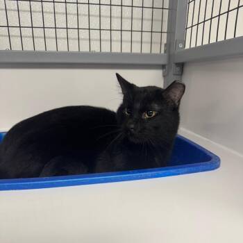 SLBY-Stray-2687 -  Domestic Short Hair Cat Available for Adoption in Shelbyville, Illinois - SLBY-Stray-2687 | PetCurious