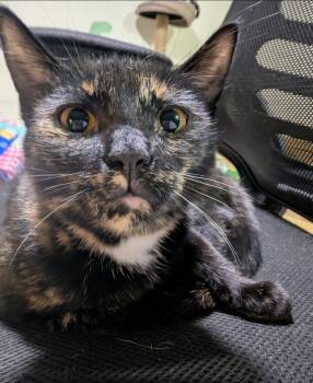 Soy Sauce -  Tortoiseshell Cat for Adoption in Claridge, Pennsylvania - Soy Sauce | PetCurious