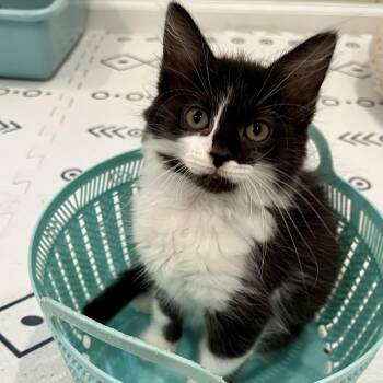 Mungojerri -  Domestic Medium Hair Cat for Adoption in Alexandria, Virginia - Mungojerri | PetCurious