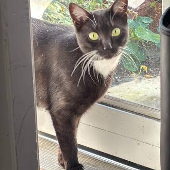 Rescue Domestic Short Hair Cats for Adoption in Philadelphia, Pennsylvania - Shirley | PetCurious