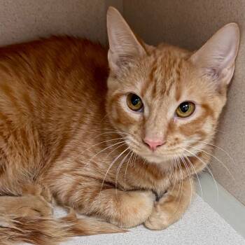 Rescue Domestic Short Hair Cats for Adoption in Lakeland, Florida - Sabrina | PetCurious