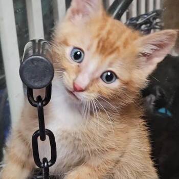 Rescue Domestic Short Hair Cats for Adoption in Priest River, Idaho - Charlie Brown | PetCurious