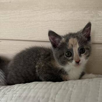 Domestic Short Hair Cats Available for Adoption in Madisonville, Tennessee - B.J. | PetCurious