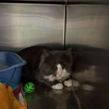 Rimac -  Domestic Medium Hair Cat for Adoption in Burlington, Iowa - Rimac | PetCurious