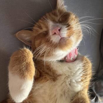 Lucy -  Domestic Short Hair Cat Available for Adoption - Lucy | PetCurious