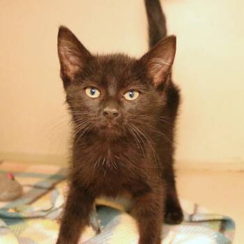 Monopoly (26-1U-3) -  Domestic Short Hair Cat for Adoption in Rifle, Colorado - Monopoly (26-1U-3) | PetCurious