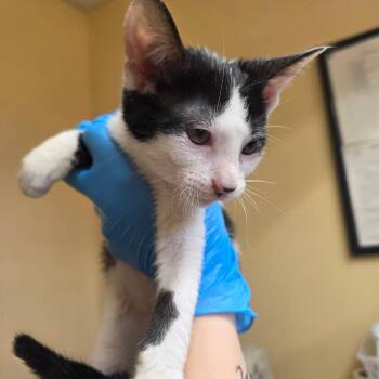 Butters -  Domestic Short Hair Cat for Adoption in Corinth, Mississippi - Butters | PetCurious