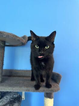 KitKat -  Domestic Short Hair Cat for Adoption in Herndon, Virginia - KitKat | PetCurious
