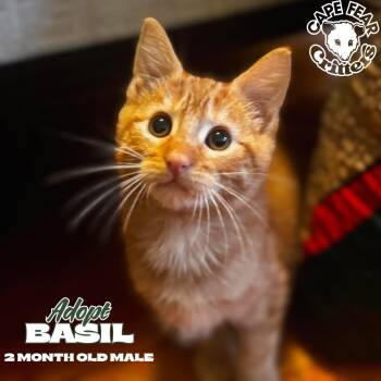 Basil -  Domestic Short Hair Cat for Adoption in Wilmington, North Carolina - Basil | PetCurious