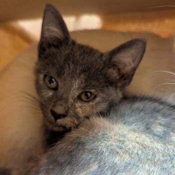 Rescue Domestic Short Hair Cats for Adoption in Fayetteville, Arkansas - Jaclyn | PetCurious