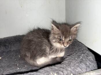 Rescue Domestic Long Hair Cats for Adoption in Newman, California - Cloudy | PetCurious