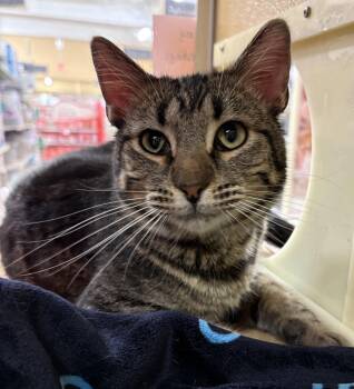 Domestic Short Hair Cats Available for Adoption in Kansas City, Missouri - Oscar Andrew | PetCurious