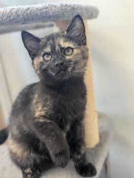 Rescue Domestic Short Hair Cats for Adoption in Waynesville, North Carolina - Saffron | PetCurious