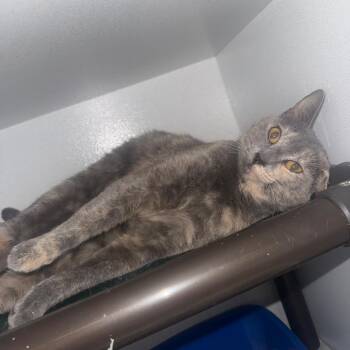 Annie -  Domestic Short Hair Cat for Adoption in New York, New York - Annie | PetCurious