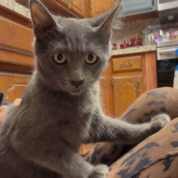 Timothy James -  Domestic Medium Hair Cat for Adoption in Oklahoma City, Oklahoma - Timothy James | PetCurious