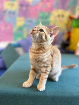 Bilbo -  Domestic Short Hair Cat for Adoption in Courtenay, British Columbia - Bilbo | PetCurious
