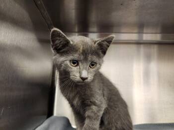 Clover -  Domestic Short Hair Cat for Adoption in Liberty, Missouri - Clover | PetCurious