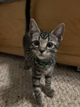 Steel -  Domestic Short Hair Cat for Adoption in Salisbury, North Carolina - Steel | PetCurious