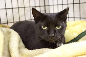 Rescue Domestic Short Hair Cats for Adoption in Pleasantville, New Jersey - Rory | PetCurious