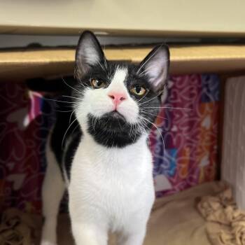 Kyle -  Domestic Short Hair Cat for Adoption - Kyle | PetCurious