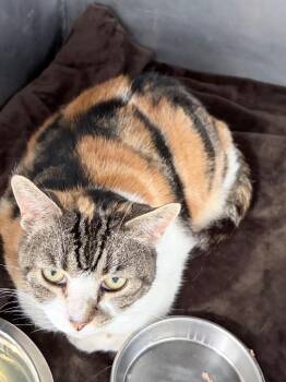 Ricola -  Domestic Short Hair Cat for Adoption in Pierceton, Indiana - Ricola | PetCurious
