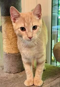 Pip -  Domestic Short Hair Cat for Adoption in Reston, Virginia - Pip | PetCurious