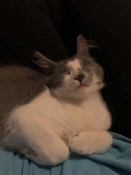 Rescue Domestic Medium Hair Cats for Adoption in Mobile, Alabama - PJ | PetCurious