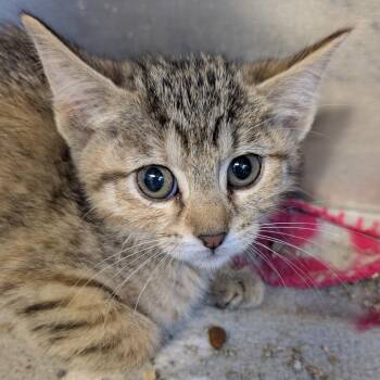 Domestic Short Hair Cats Available for Adoption in Belleville, Illinois - Roo | PetCurious