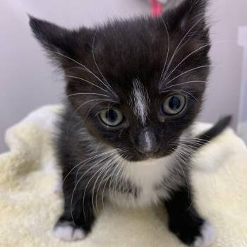 Domestic Short Hair Cats Available for Adoption in Morganton, North Carolina - Mittens | PetCurious