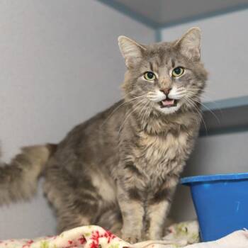 Vapor -  Domestic Medium Hair Cat for Adoption in Evansville, Indiana - Vapor | PetCurious