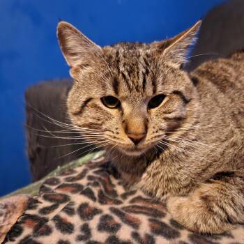 Tabby and Domestic Medium Hair Cats Available for Adoption - Tigger | PetCurious