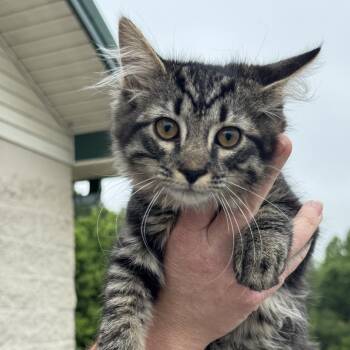 Mark -  Domestic Medium Hair Cat Available for Adoption in New York, New York - Mark | PetCurious