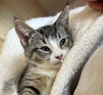 Samantha -  Domestic Short Hair Cat Available for Adoption in Irondequoit, New York - Samantha | PetCurious