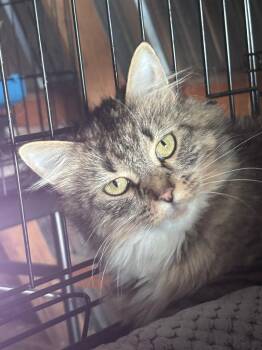 Turtle aka Raisin -  Domestic Long Hair Cat for Adoption in Gorham, Maine - Turtle Aka Raisin | PetCurious