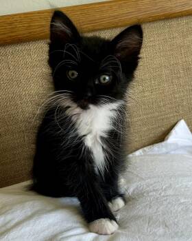 Roland (bonded with Rosemarie) -  Domestic Short Hair Cat for Adoption in San Francisco, California - Roland (bonded With Rosemarie) | PetCurious