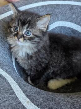 Maine Coon and Domestic Medium Hair Cats Available for Adoption in Sardinia, Ohio - DIVA | PetCurious